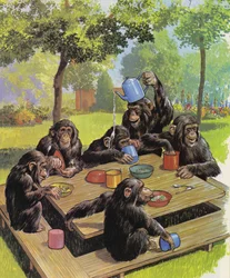 Chimps tea party at the Zoo